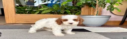 Cavapoo dogs for sale: Cavapoo male 1 - Ad 6