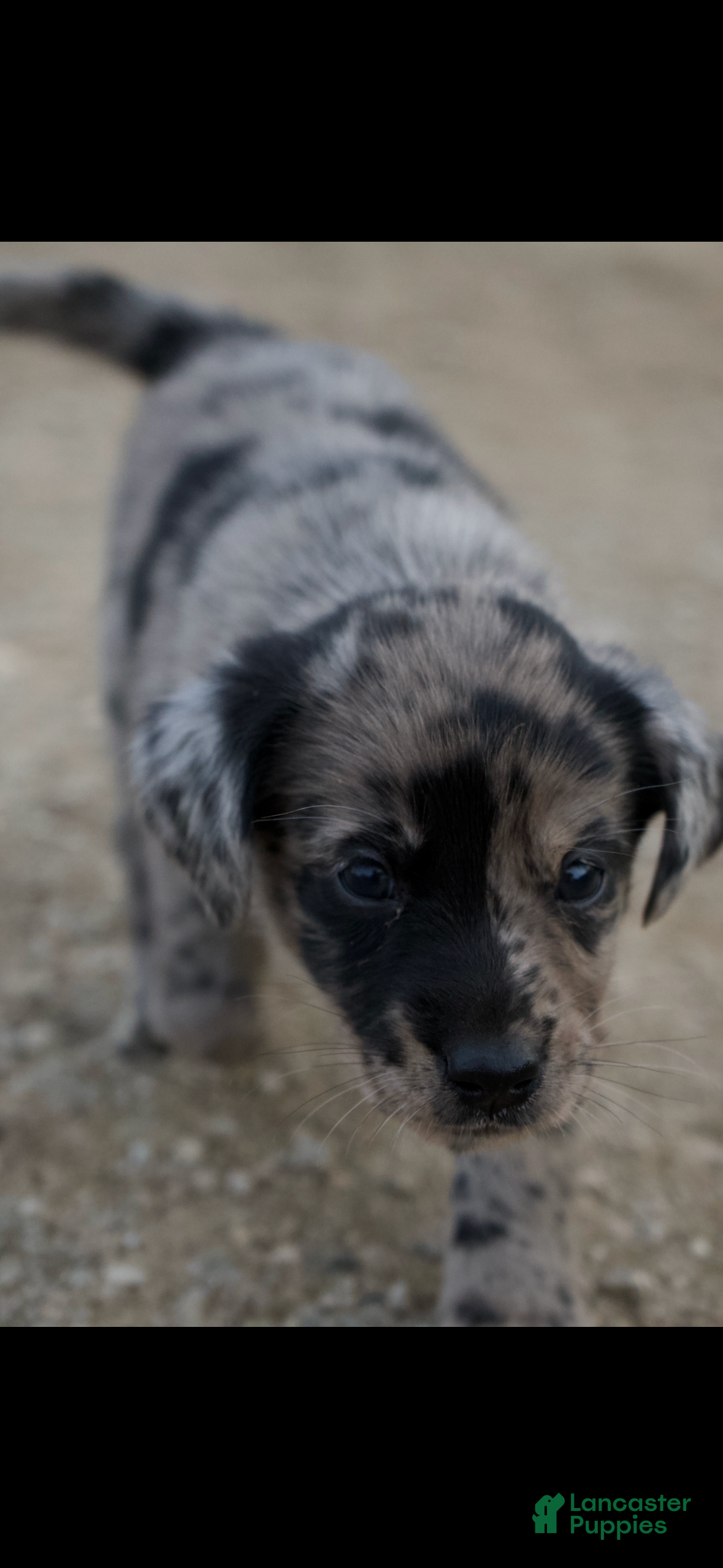 Mixed Breed dogs Mixed Breed Puppy 2 - Ad 42