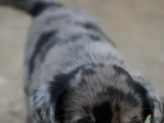 Mixed Breed dogs Mixed Breed Puppy 2 - Ad 42