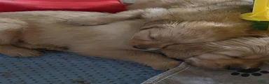 Golden Retriever Boy 2