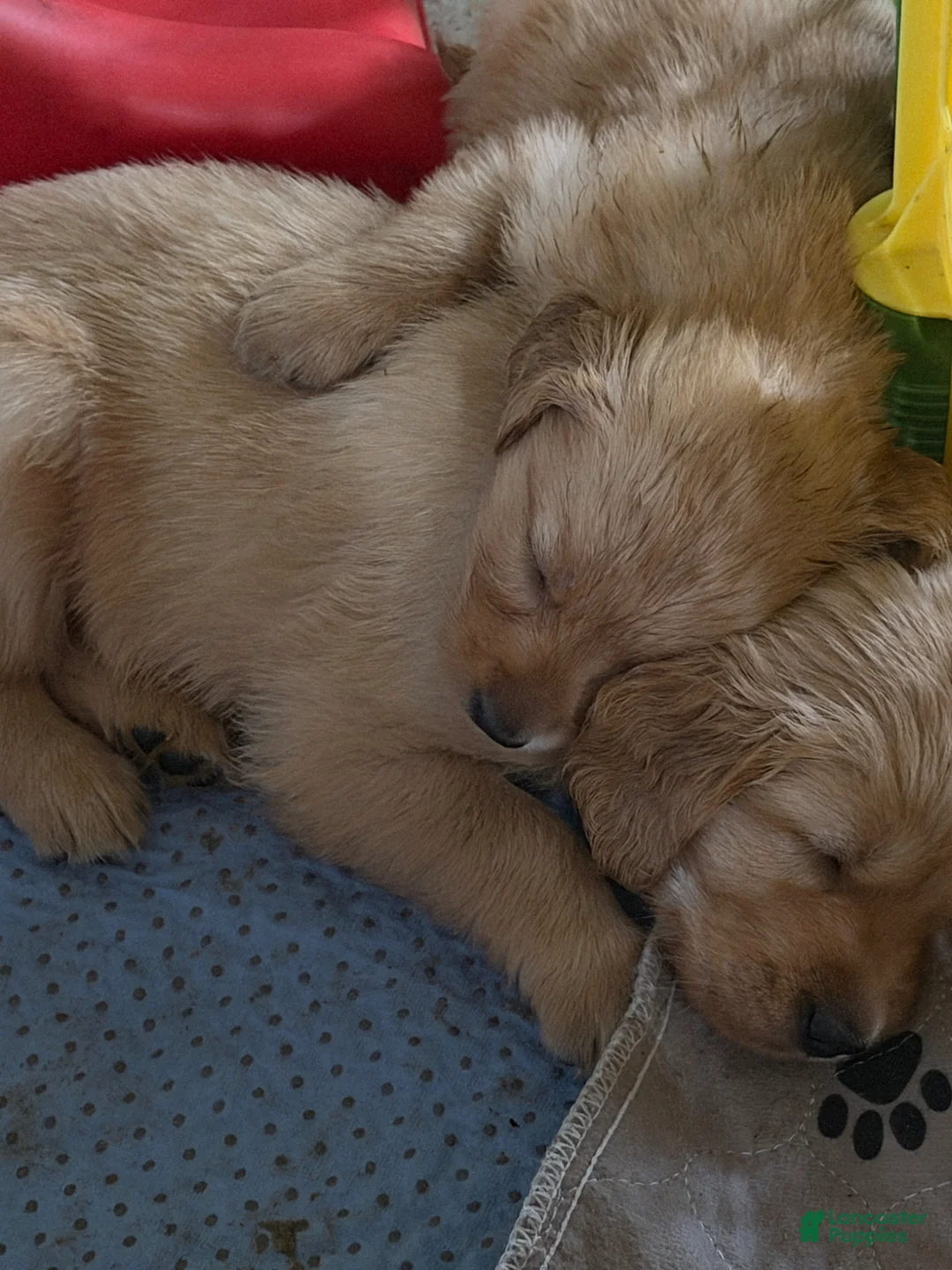 Golden Retriever dogs for sale: Golden Retriever Boy 2 - Ad 1