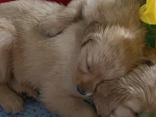 Golden Retriever dogs for sale: Golden Retriever Boy 2 - Ad 1