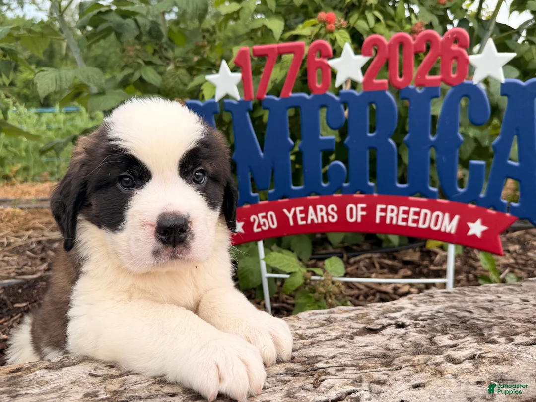 Saint Bernard dogs for sale: Baxter - Ad 4