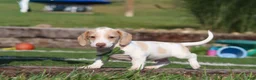 Miniature Dachshund dogs for sale: Jackson - Ad 13
