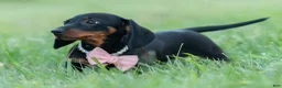 Miniature Dachshund dogs for sale: fifi - Ad 3