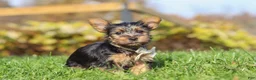 Yorkshire Terrier dogs for sale: Rowan - Ad 7