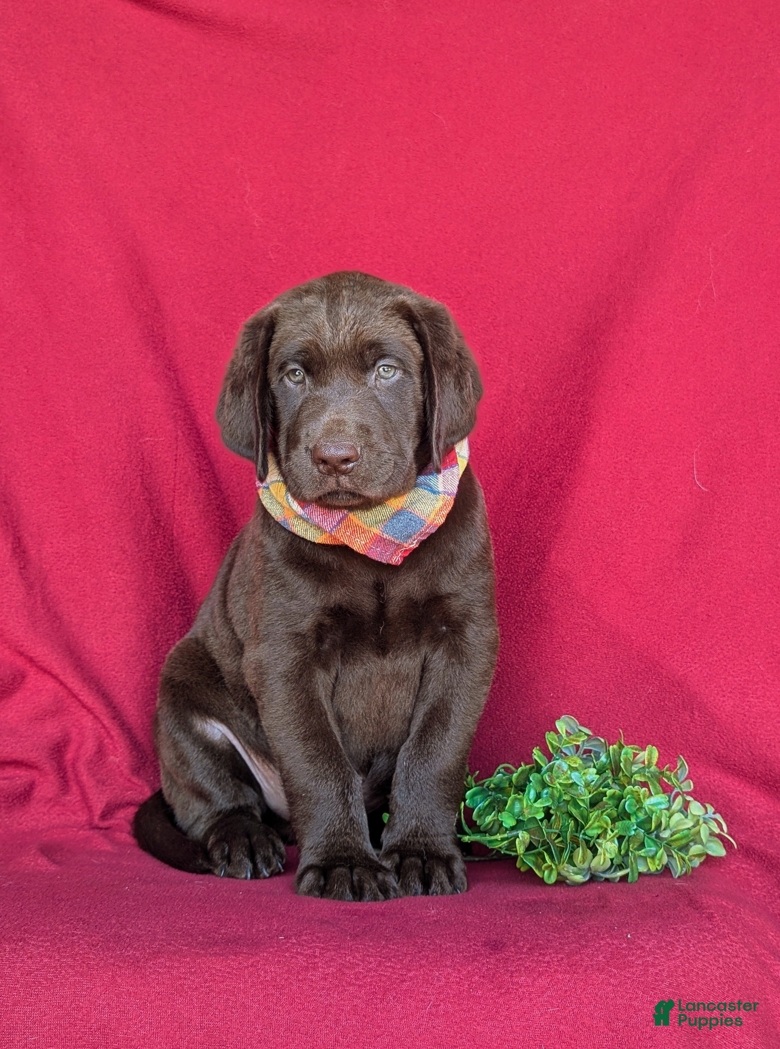 Labrador Retriever dogs Weber - Ad 2