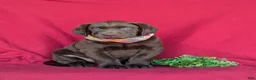 Labrador Retriever dogs for sale: Weber - Ad 2