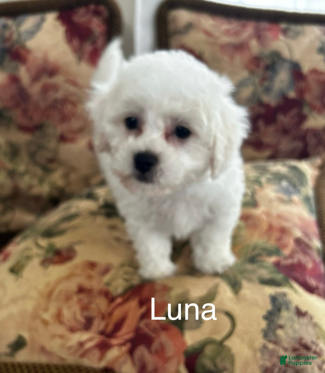 Bichon Frise dogs Bichon Frise Puppy 1 - Ad 4
