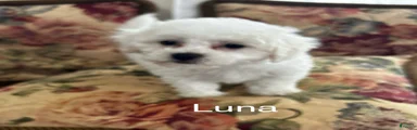 Bichon Frise Puppy 1
