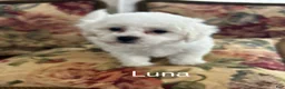 Bichon Frise dogs for sale: Bichon Frise Puppy 1 - Ad 1