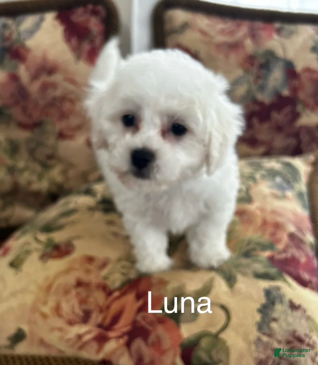 Bichon Frise dogs for sale: Bichon Frise Puppy 1 - Ad 1