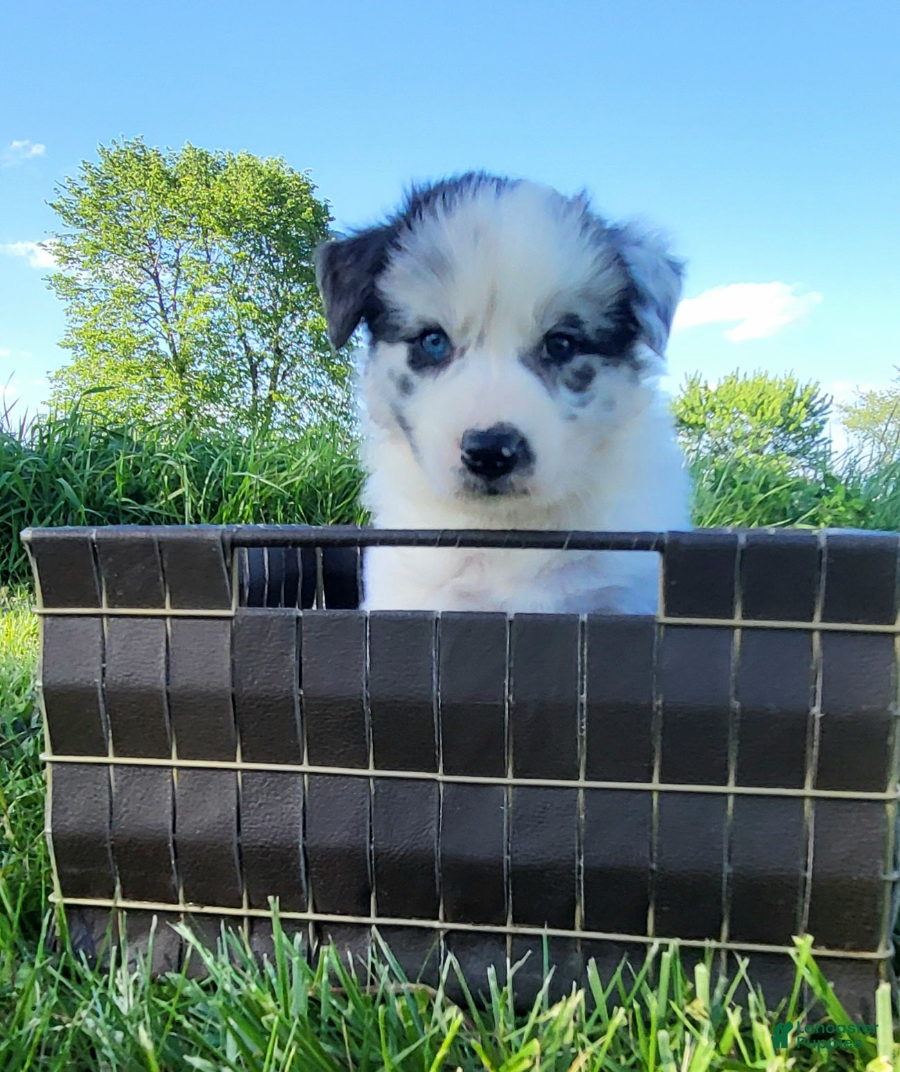 Border Collie dogs for sale: Border Collie Puppy 5 - WREN - Ad 4