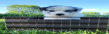 Border Collie Puppy 5 - WREN