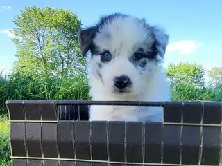 Border Collie dogs for sale: Border Collie Puppy 5 - WREN - Ad 4