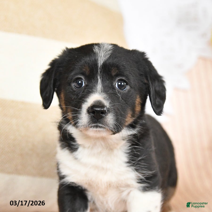 Mixed Breed dogs Chili - Ad 2