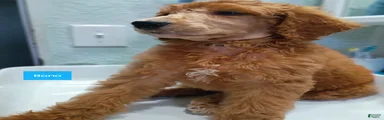 Bono