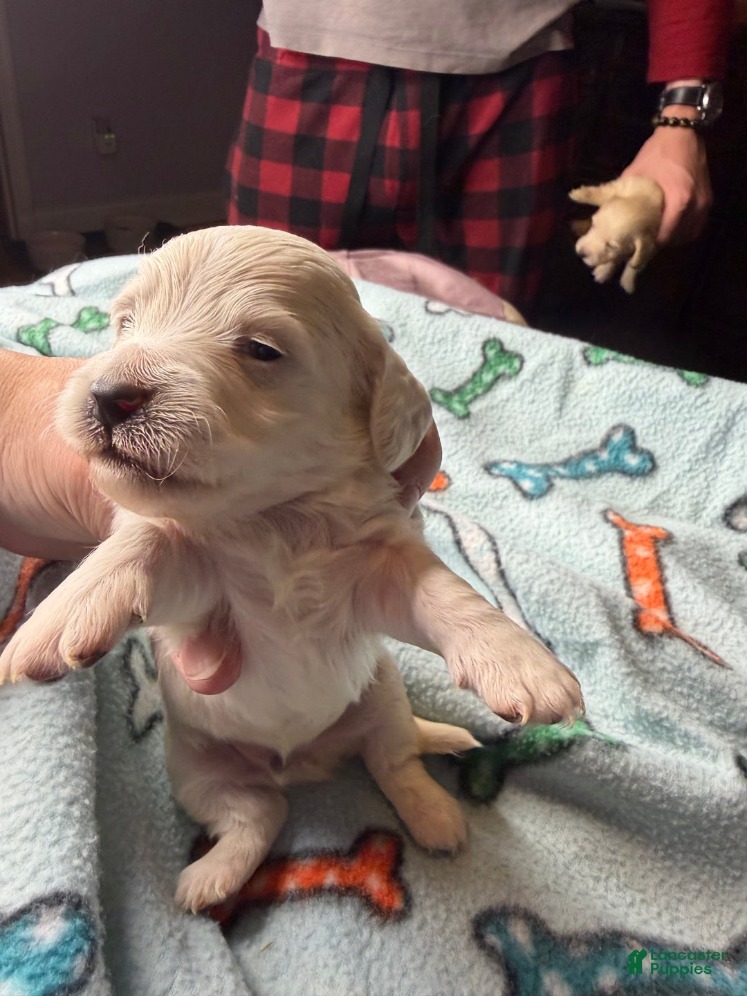 Miniature Dachshund dogs for sale: ee cream boy - Ad 9