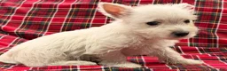 West Highland Terrier dogs for sale: Raegan - Ad 3
