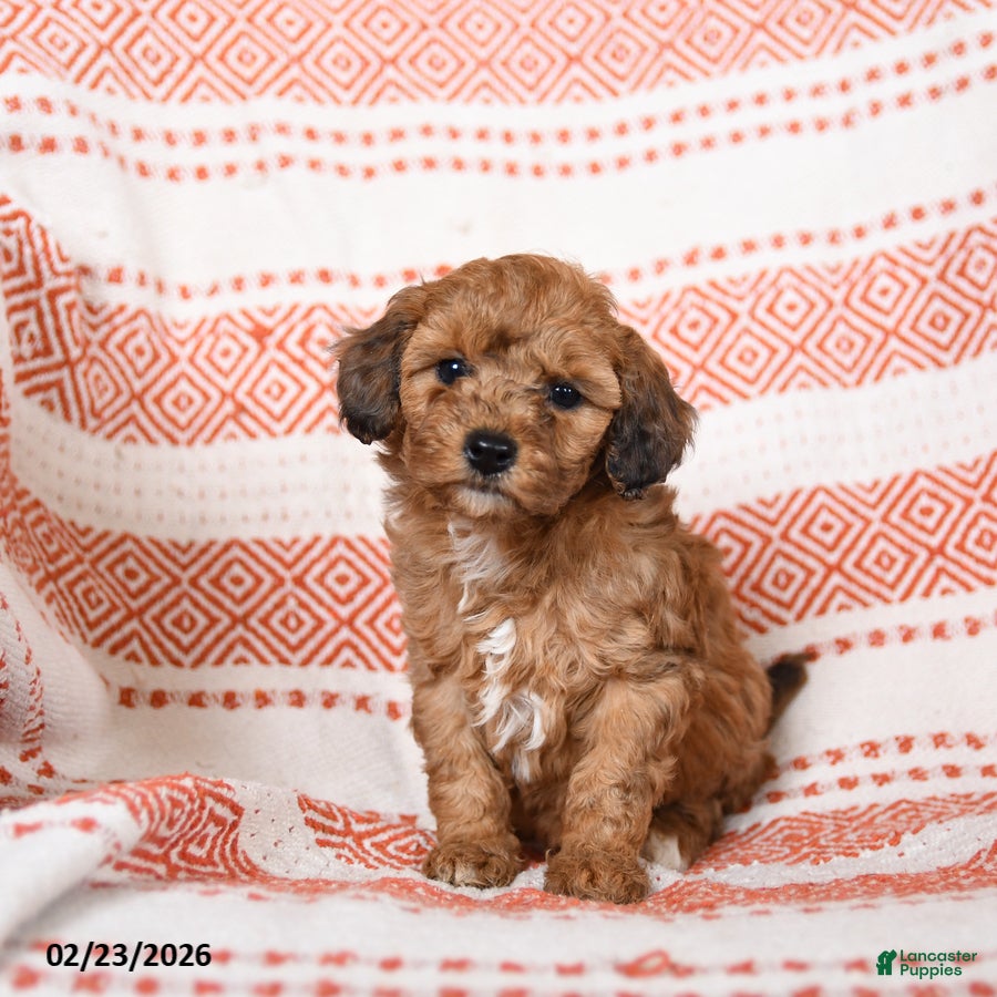 Miniature Poodle dogs Butterscotch - Ad 1