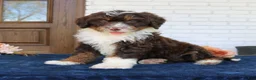 Mini Bernedoodle dogs for sale: Bailey  - Ad 2