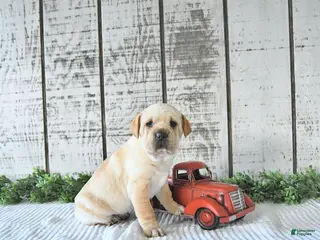 Mini Hippo dogs Deja - Ad 9