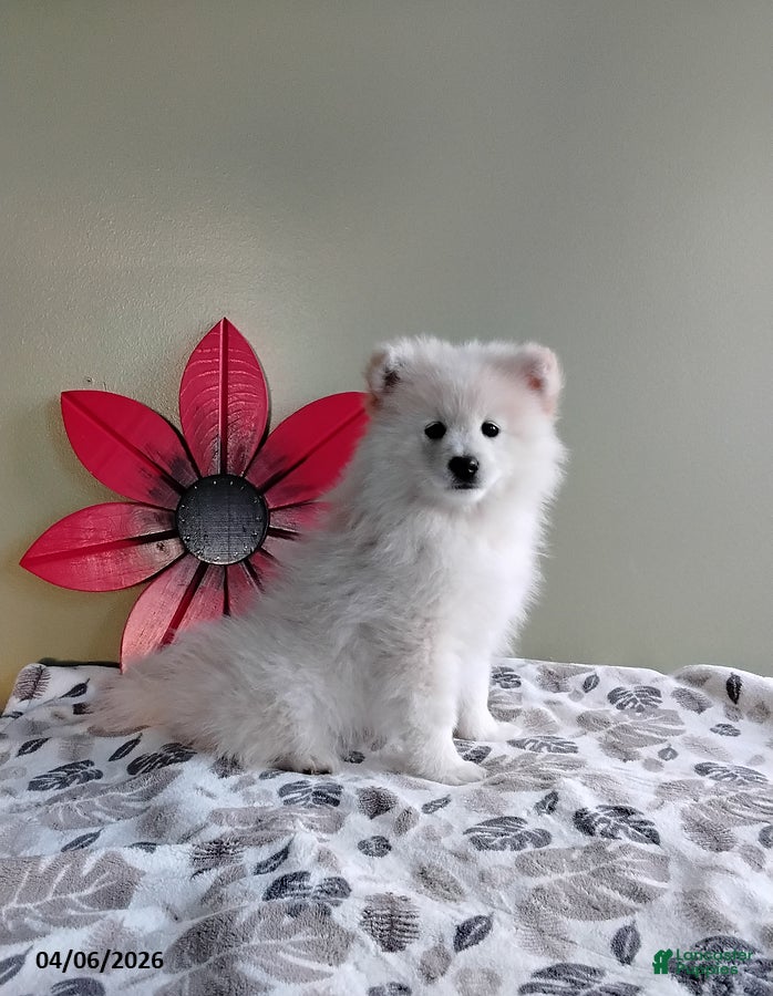 Mixed Breed dogs Roxy - Ad 1