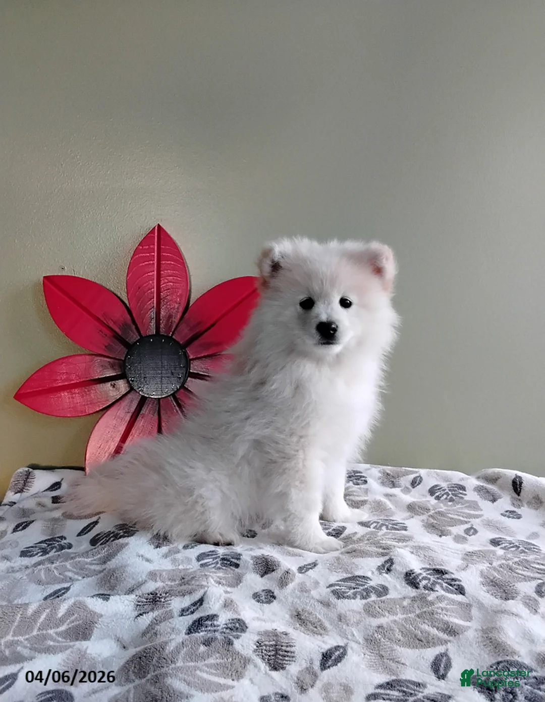 Mixed Breed dogs for sale: Rusty - Ad 1