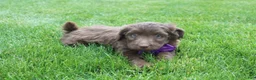 Mini Aussiedoodle dogs for sale: Charlie - Ad 7