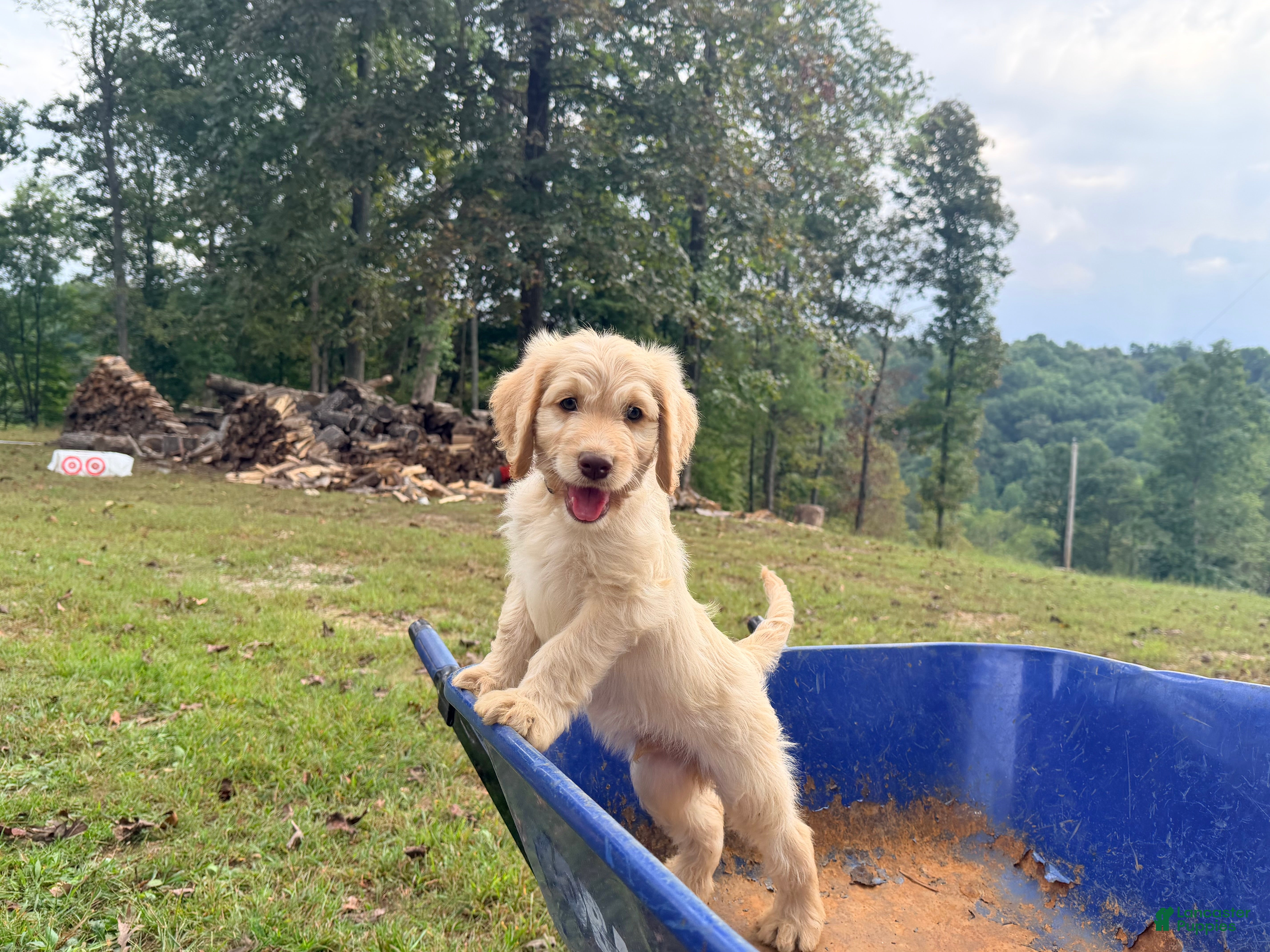 Goldendoodle dogs Goldendoodle 2 - Ad 1
