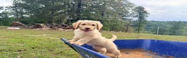 Goldendoodle 2