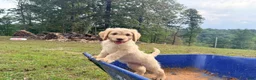 Goldendoodle dogs for sale: Goldendoodle 2 - Ad 1