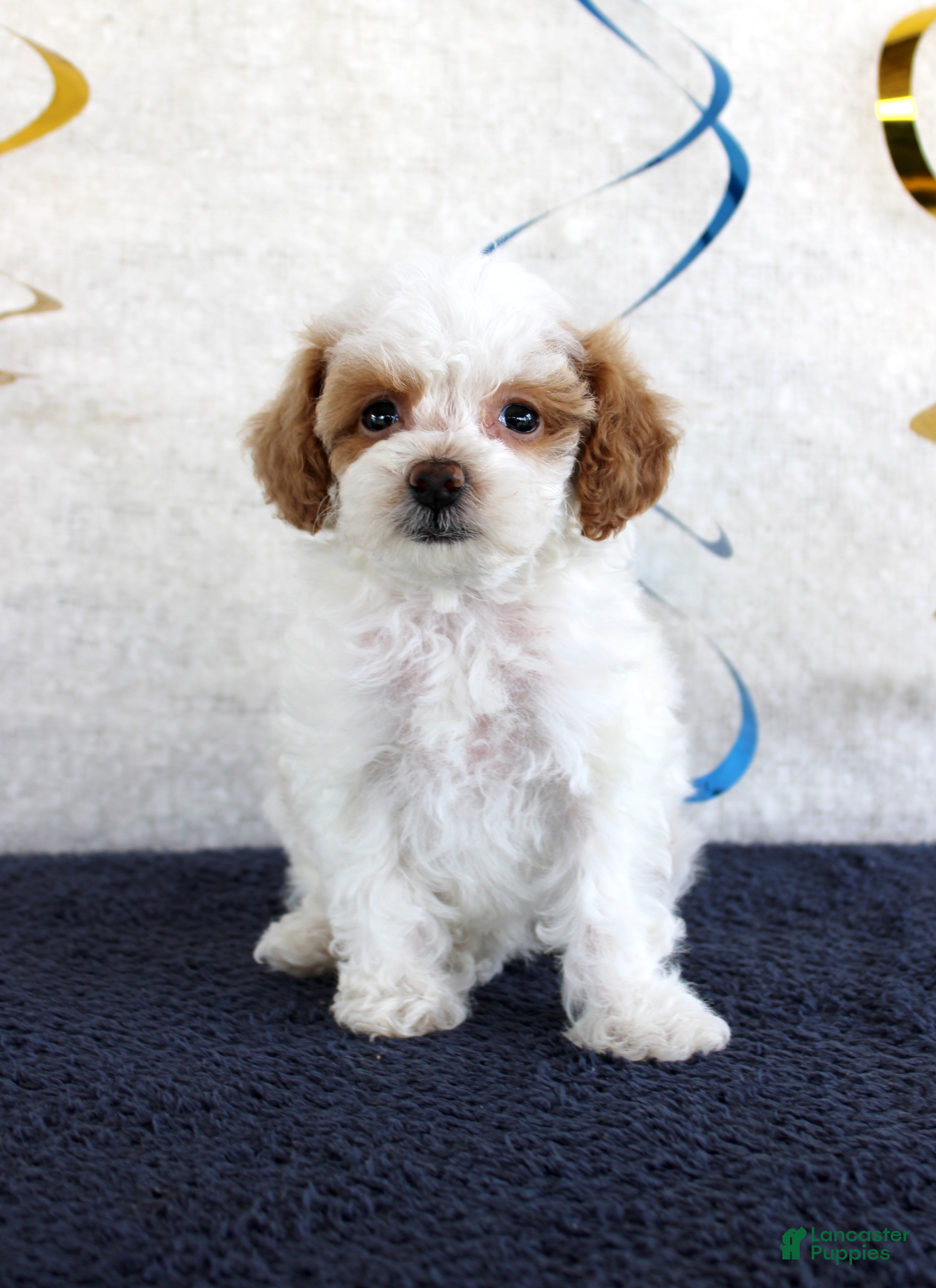 Toy Poodle dogs Poppy - Ad 30