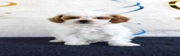 Toy Poodle dogs for sale: Poppy - Ad 1