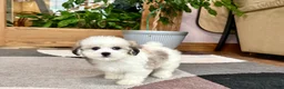 Mixed Breed dogs for sale: Lhasa/Maltese female 2 - Ad 4