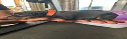 Doberman Pinscher dogs for sale: Orange Collar - Ad 2