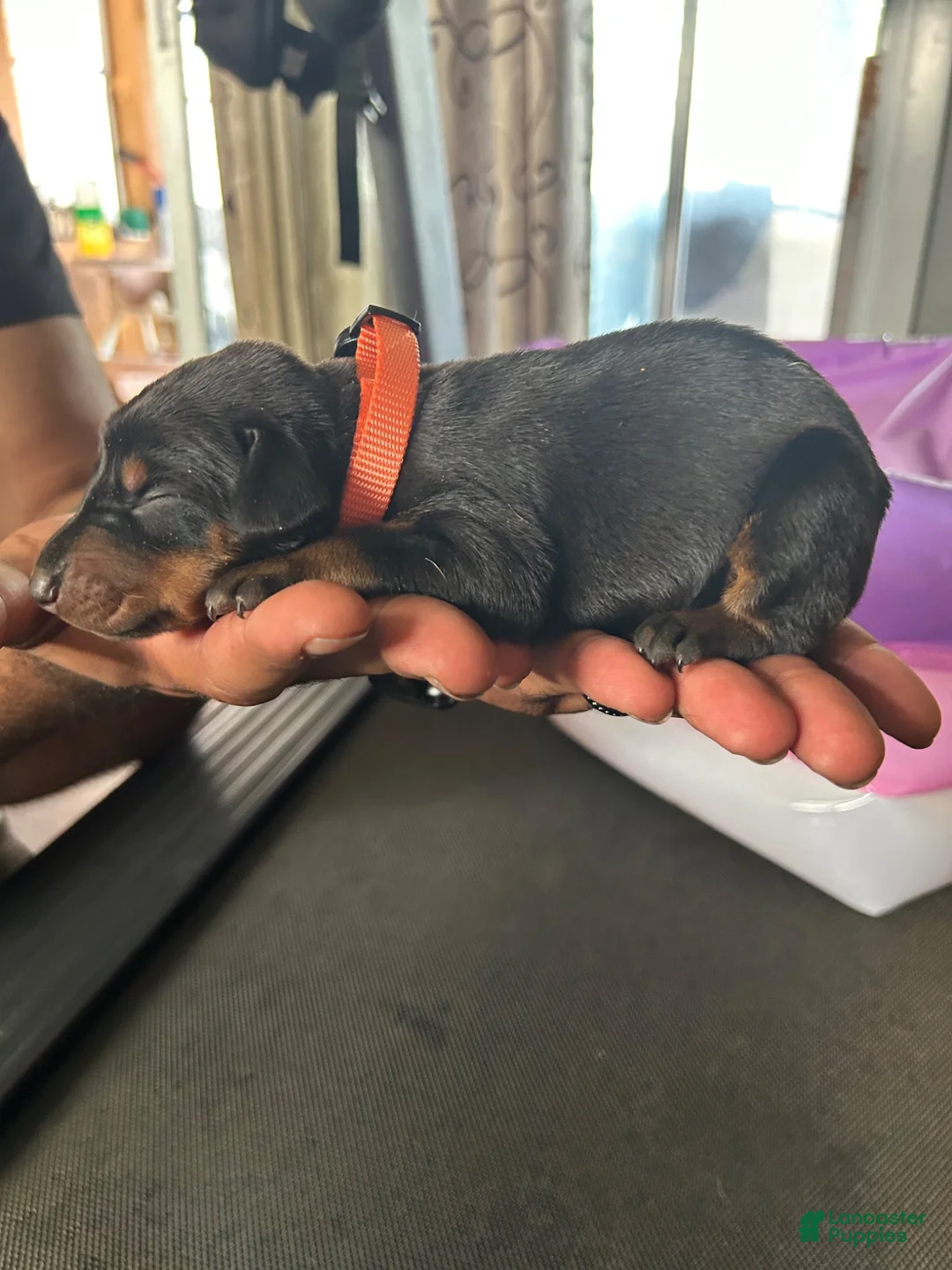 Doberman Pinscher dogs for sale: Orange Collar - Ad 2