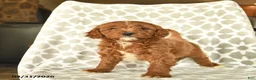 Cavapoo dogs for sale: April  - Ad 1