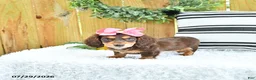 Miniature Dachshund dogs for sale: Carmi - Ad 2