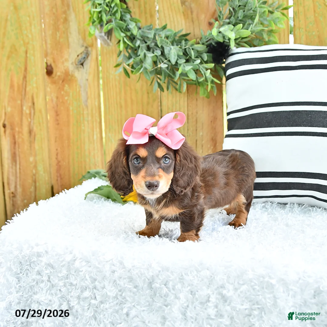 Miniature Dachshund dogs for sale: Carmi - Ad 2