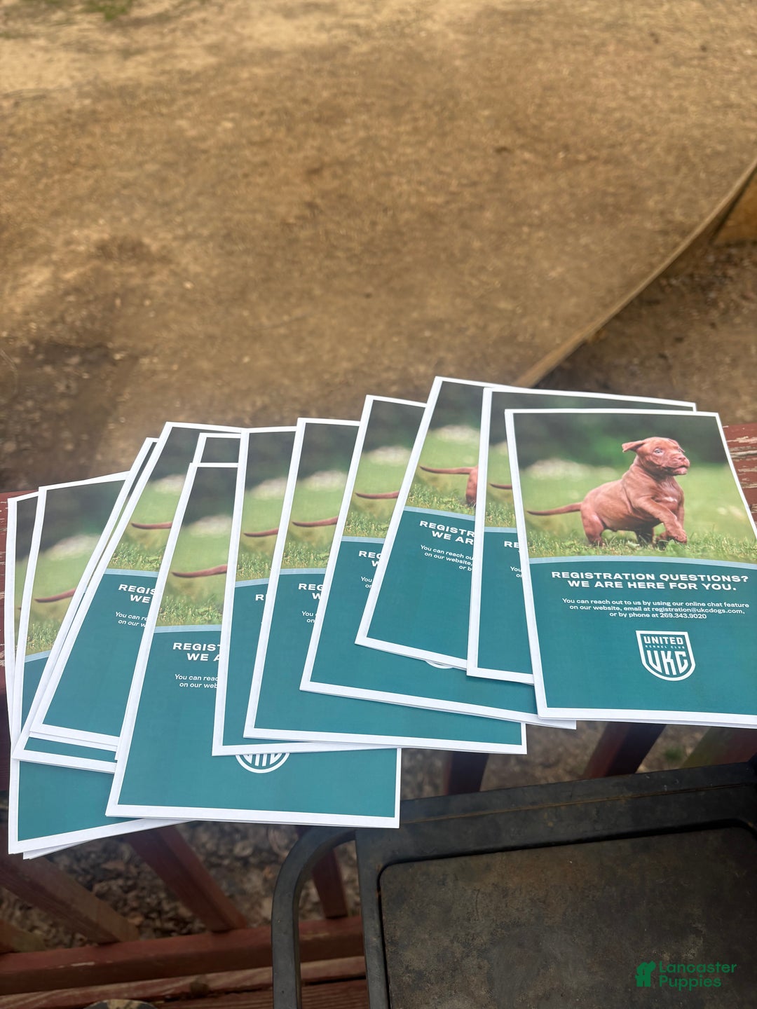 American Bully dogs for sale: Zophia - Ad 7