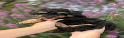 Mini Aussiedoodle dogs for sale: Peanut - Ad 4
