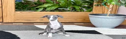 Italian Greyhound dogs for sale: Italian Greyhound 3 blue girl  - Ad 10
