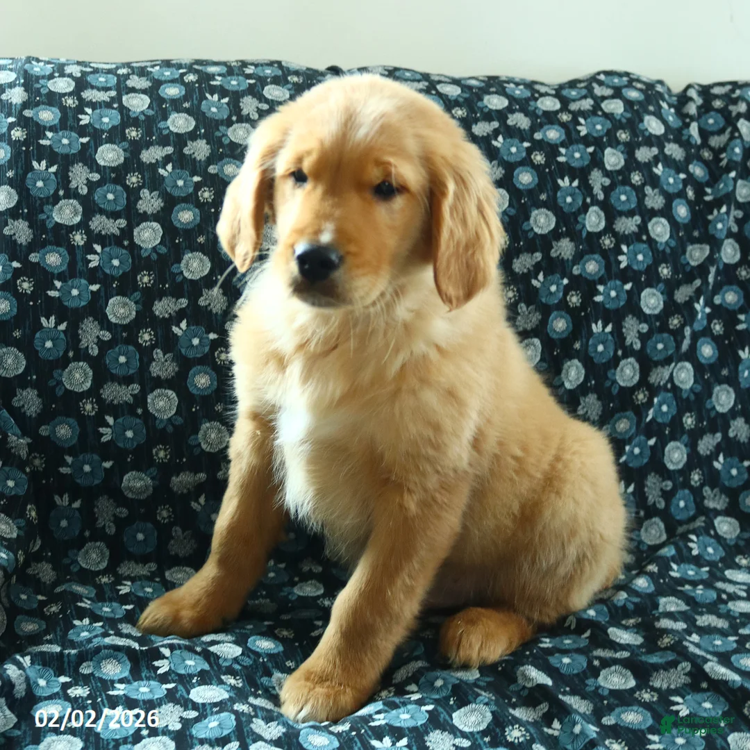 Golden Retriever dogs for sale: Houston - Ad 3