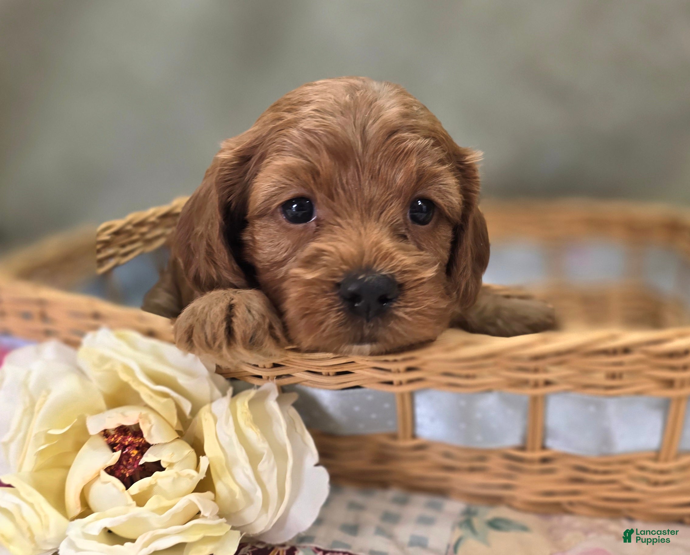 Cockapoo dogs Daffodil - Ad 25