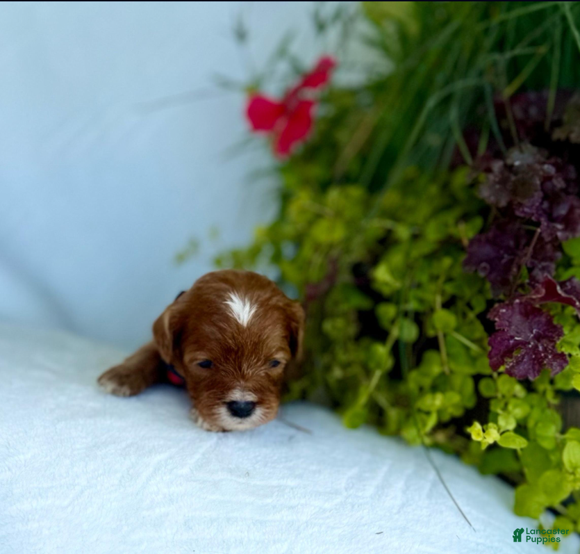 Cavapoo dogs Finn - Ad 2