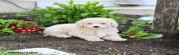 Miniature Labradoodle dogs for sale: Julie  - Ad 2