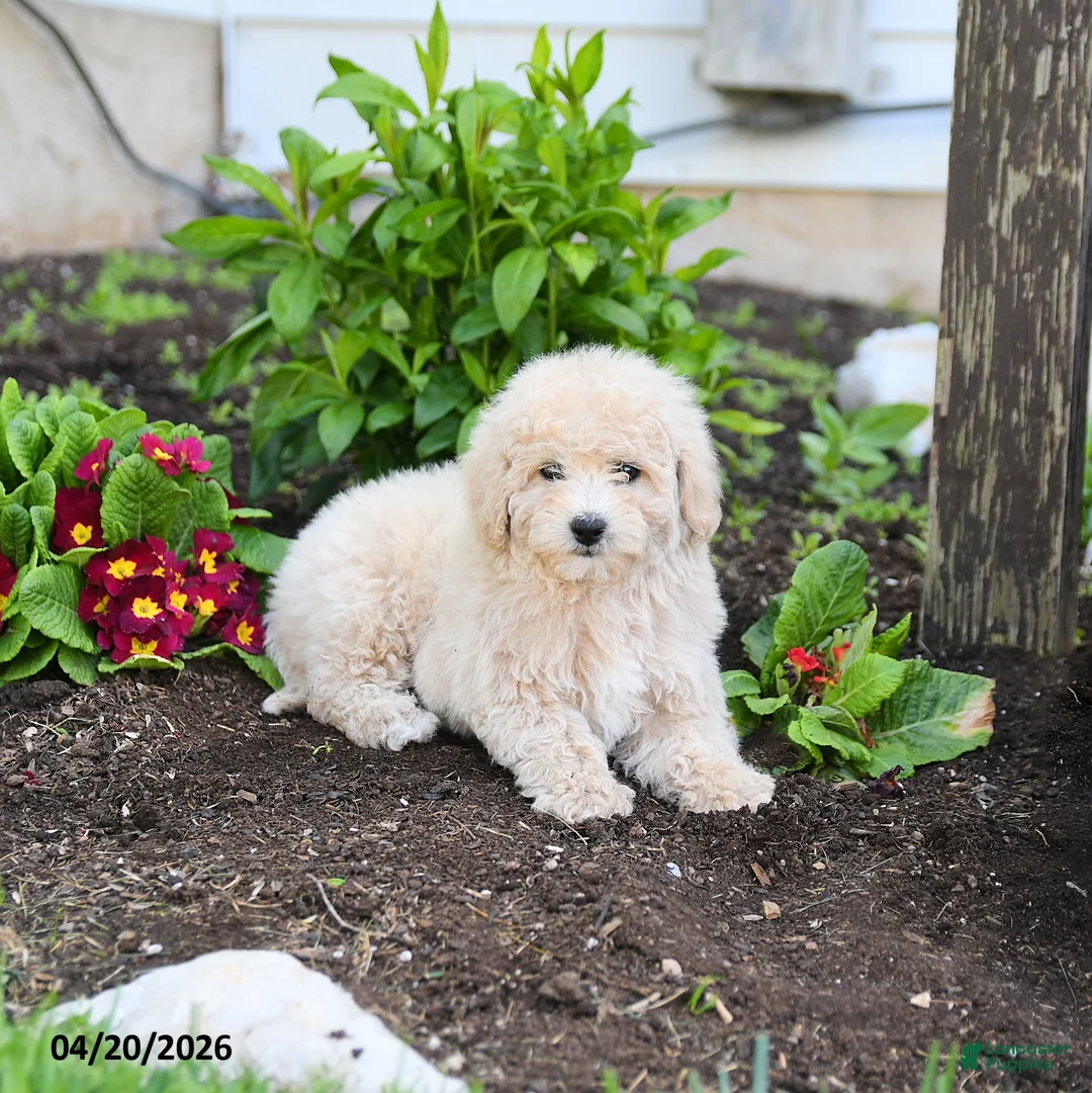 Miniature Labradoodle dogs for sale: Julie  - Ad 2