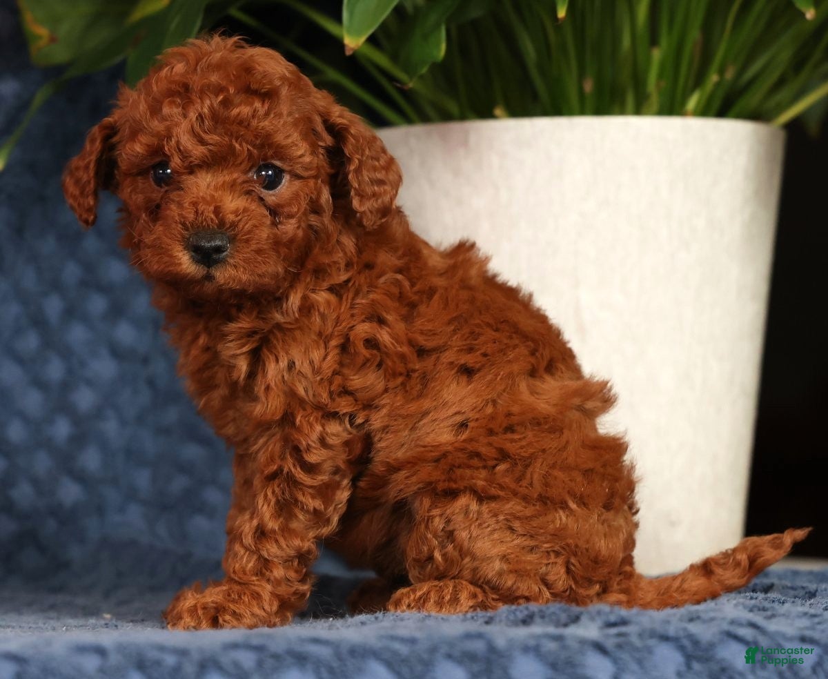 Cavapoo dogs Sasha - Ad 2