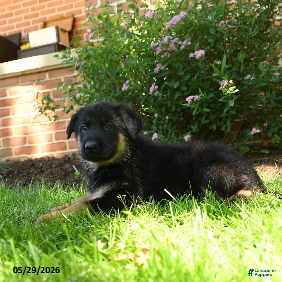 German Shepherd dogs for sale: Simba - Ad 2